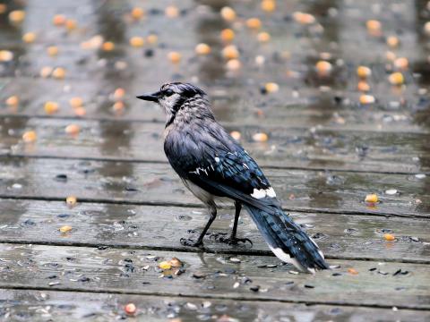 Вижда се краят на горещниците