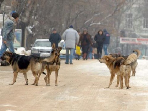 Кметове се цакат с глутници кучета