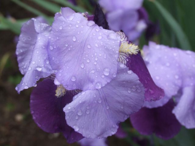 Май идва с дъжд и гръмотевици, но става топло