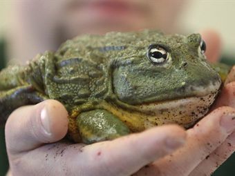 Осъдиха германец за злодейски застреляна жаба на съседа