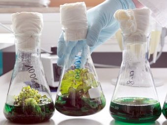 Откриха опасната бактерия E.coli и в Чехия