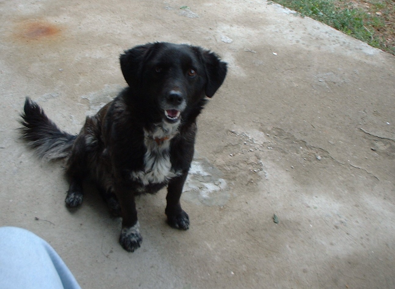 Бюджетът за БАН бил колкото за бездомните кучета