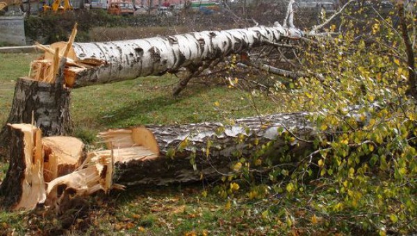 Паднало дърво потроши кола в Русе 