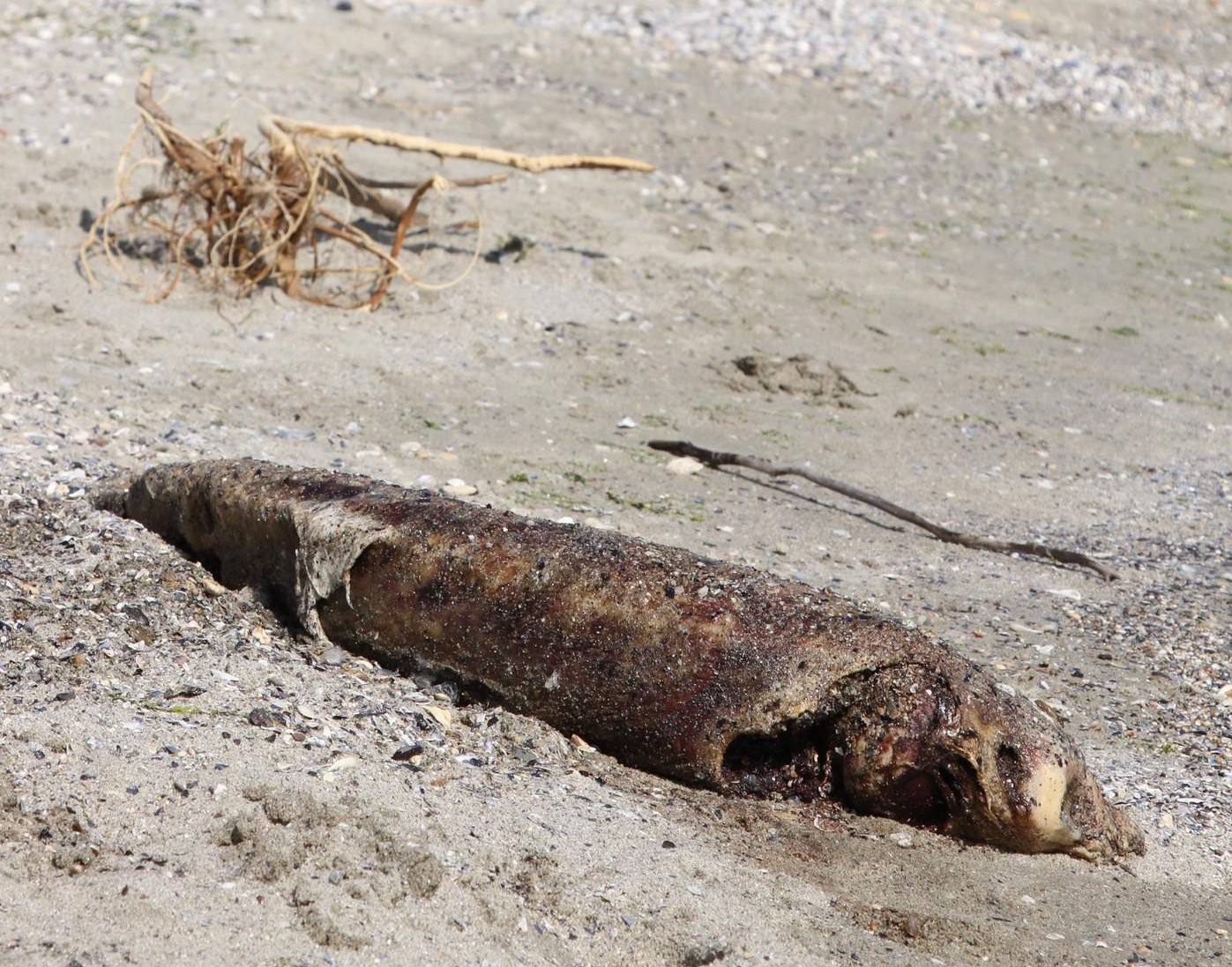 Убито делфинче изхвърли морето край Варна