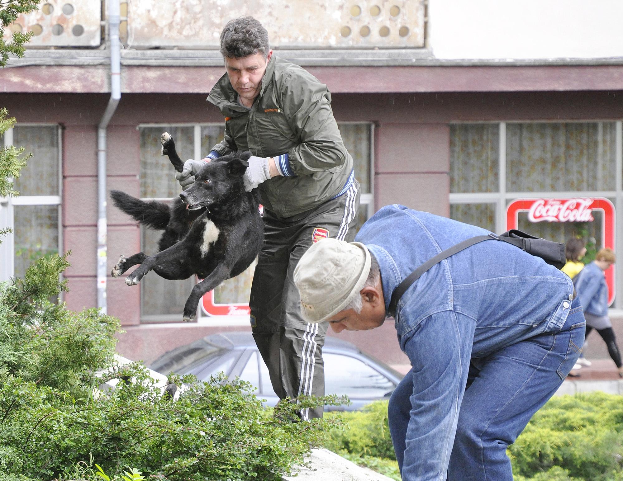 39 жертви на помияри само за месец