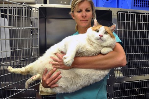 Умря дебелакът Мяу