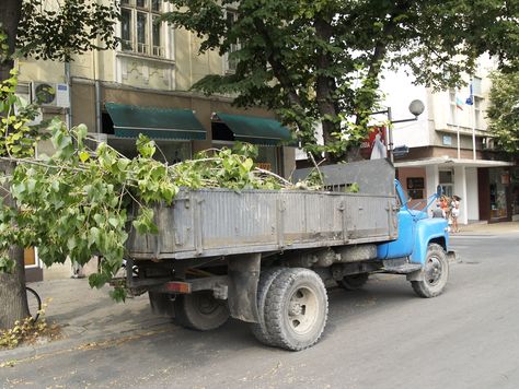 Вятър и утре, пазете се от дърветата