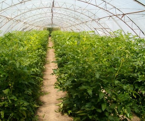 Българските работници в Калабрия прецакани с 200 000 евро 