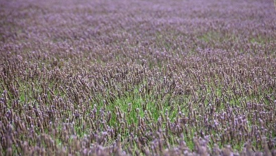 Изпокрадоха и лавандулата в Казанлъшко