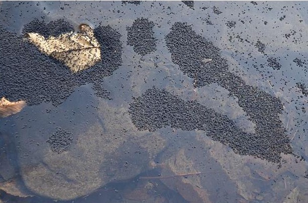 Странна гнусна напаст атакува село край Казанлък 