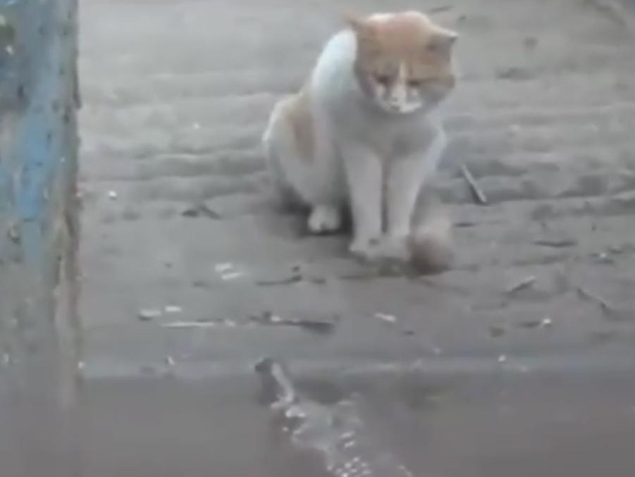 Котка отблъсна с нокти атака на крокодил (ВИДЕО)