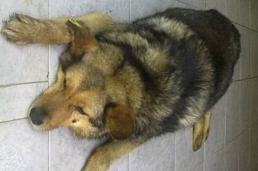 Изрод уби домашно кученце заради 5 кубика дърва 