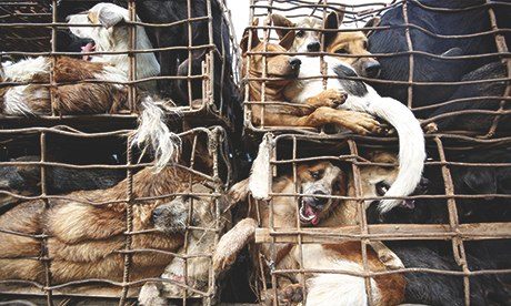 Майка и дете преживяха истински ужас заради глутница кучета в София
