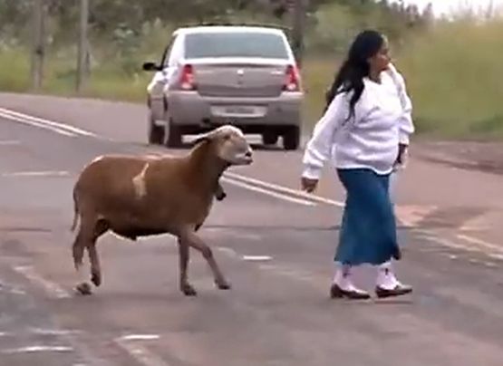 Луд овен пребива всички около себе си (ВИДЕО)