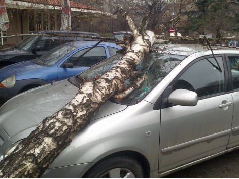 Дърво потроши кола на варненец в София
