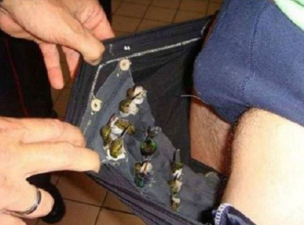 Мъж заловен на летище в Куба с 66 птички в... панталоните 