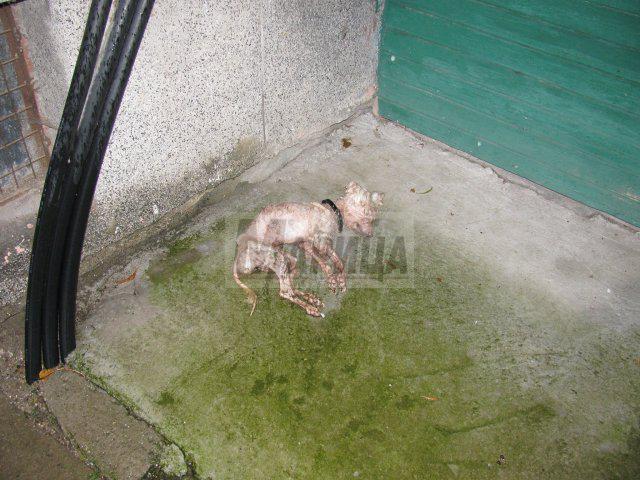 Изхвърлиха болно кученце да умре на улицата в Пловдив (СНИМКИ 18+)