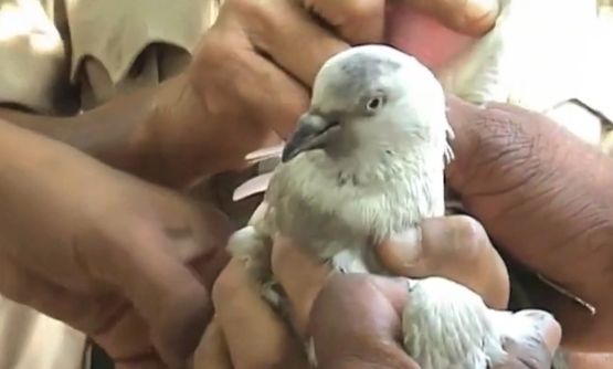 Арестуваха гълъб по подозрение в шпионаж (ВИДЕО)