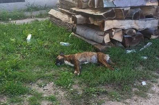 Трупове на кучета ужасиха квартал в Пазарджик