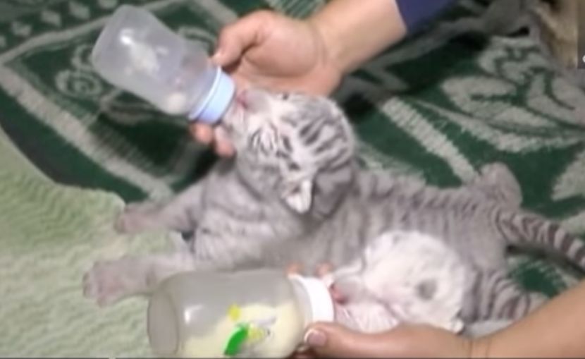 Уникално: Три бели бенгалски тигърчета се родиха в Крим (ВИДЕО)