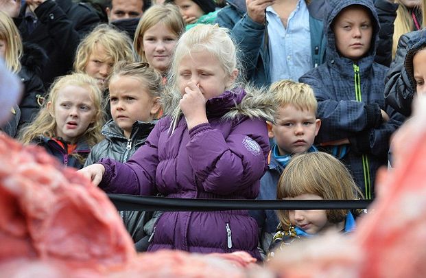 Изкормиха и разчлениха лъв пред очите на дечица в Дания (СНИМКИ/ВИДЕО 18+)