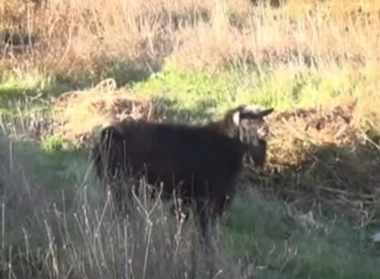 Бай Борис близо час се борил с агресивния пръч Петко (ВИДЕО)