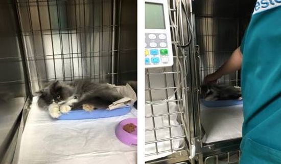 Коледно "чудо": Стопанката на пребитото във Варна коте се разнежи и прости на насилника