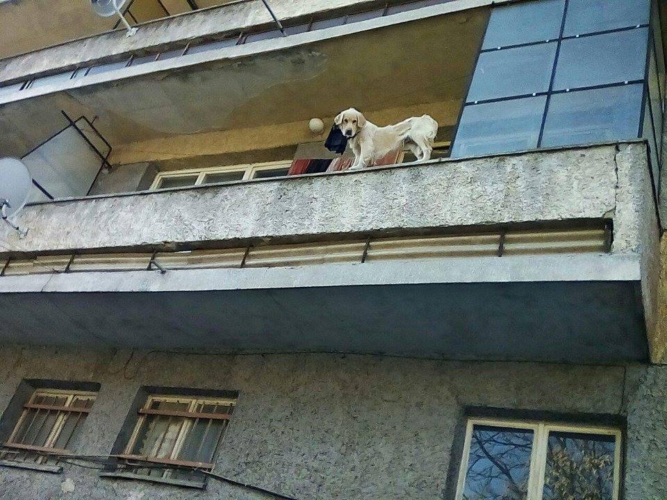 Умиращо от глад куче скочи от балкона
