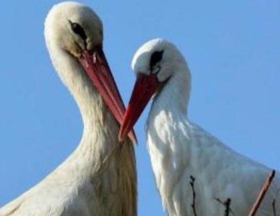 Истинска любов! Щъркел се връща всяка година при своята любима, която не може да лети