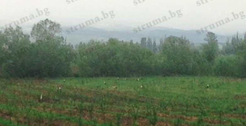 Чудо невиждано! Над 50 щъркела кацнаха край Кюстендил (СНИМКИ)