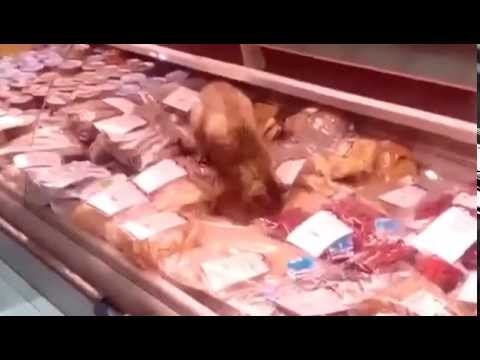 Умря най-известната котка в Русия (ВИДЕО)
