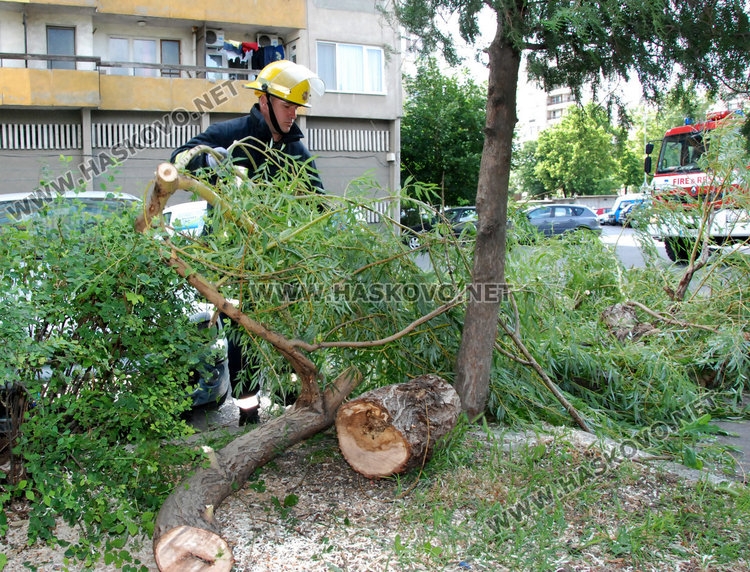 Ужас! Дърво затисна кола в Хасково, деца се разминали на косъм (СНИМКИ)