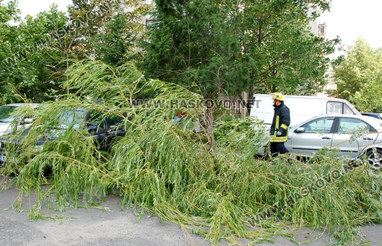 Ужас! Дърво затисна кола в Хасково, деца се разминали на косъм (СНИМКИ)