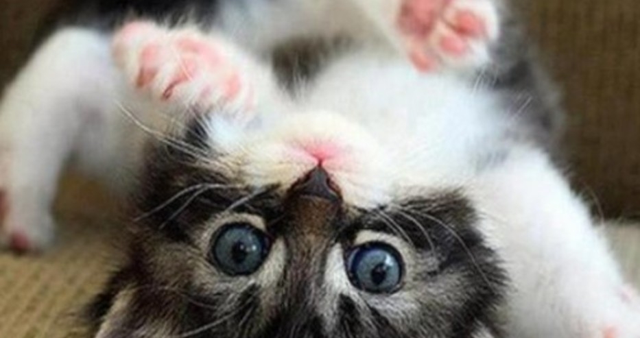 Учебник шокира със съвет: Деца, задушавайте котета!