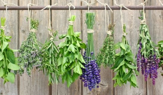 Подправката на боговете, 5 грама от която лекуват, а 12 убиват