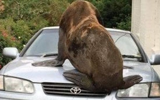 200-килограмов тюлен се разходи из тасманийски град на километри от морето (СНИМКА)
