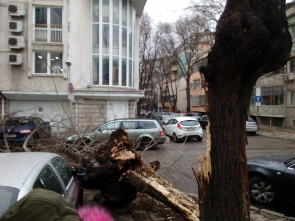 Разцепено дърво потроши коли и блокира улица във Варна (СНИМКИ)