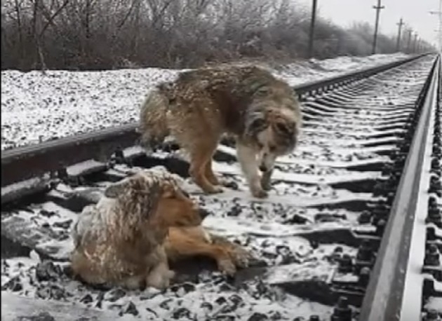 Трогателно ВИДЕО разтърси интернет! Куче направи нещо, което малцина хора биха извършили