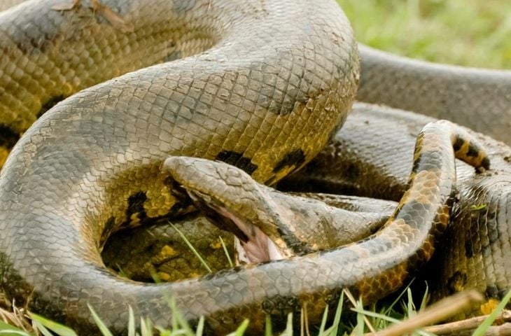 Кошмар: Змия ухапа топ актриса от Холивуд