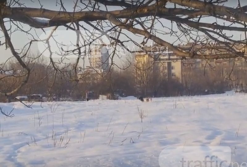 Пловдивчани на нокти! Бездомни псета дебнат за жертви в Кючука (ВИДЕО) 