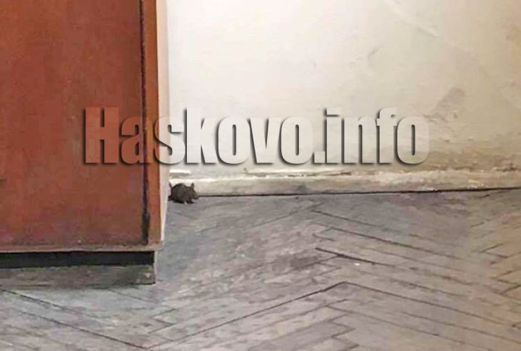 Мишка предизвика истински смут в хасковско школо (СНИМКИ)