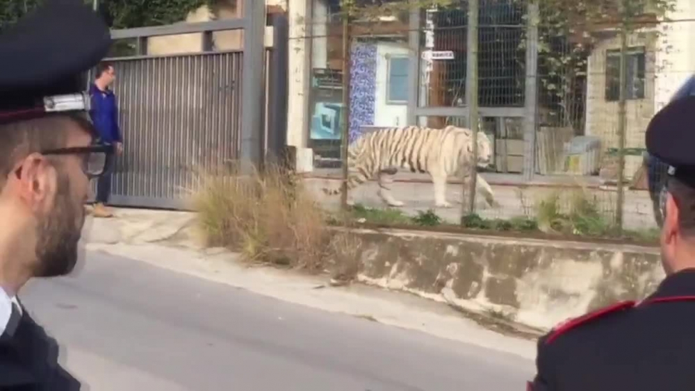 Бенгалски тигър избяга от цирк, предизвика паника в градче (ВИДЕО)