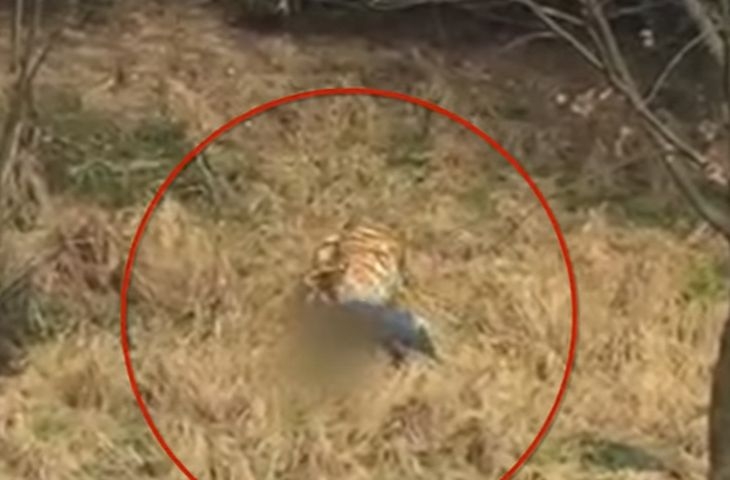 Изгладнял тигър разкъса посетител на зоопарк в Китай (ВИДЕО 18+)
