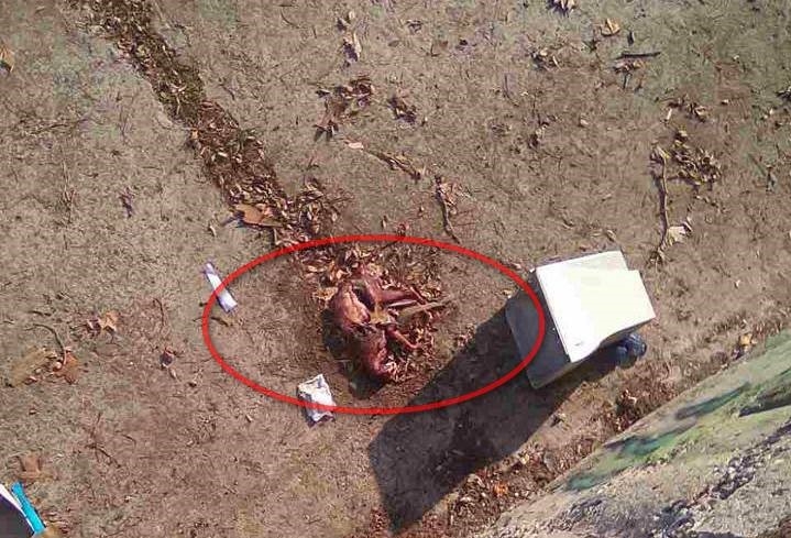 Ето я цялата истина за одраните кучета в Айтос (СНИМКА 18+)