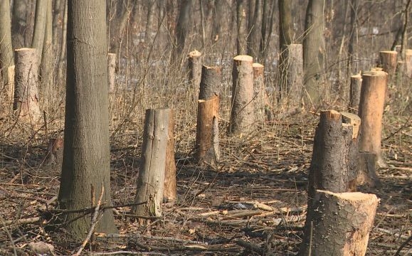 Масова сеч в Западен парк – десетки дървета паднаха за ден (ВИДЕО)