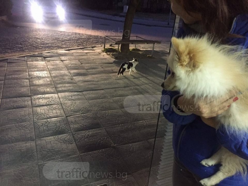 Котаракът Кубрат Пулев пребори 60-килограмово куче в Пловдив