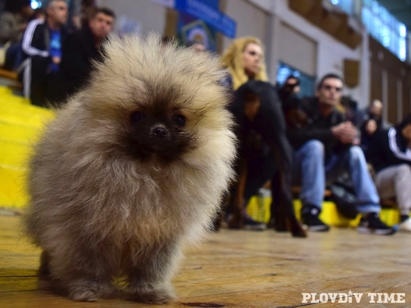 Хайлайфът на кучетата дефилира в Кючука (СНИМКИ)