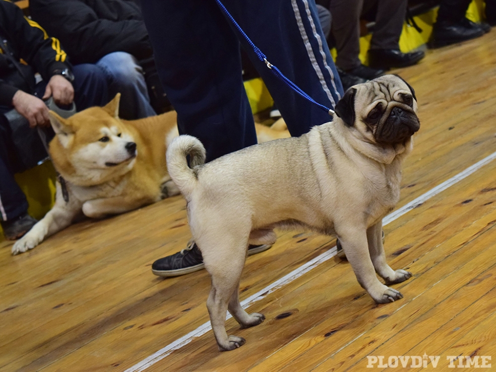 Хайлайфът на кучетата дефилира в Кючука (СНИМКИ)