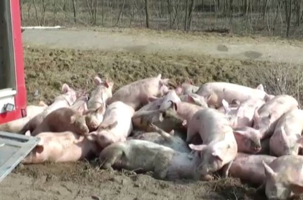 Куриоз: Камион изсипа 100-тина прасета след катастрофа край прочуто село (СНИМКА)
