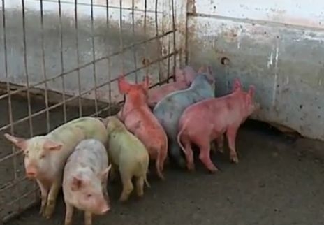 Мутанти: Цветни прасета се родиха в родна свинеферма (ВИДЕО)